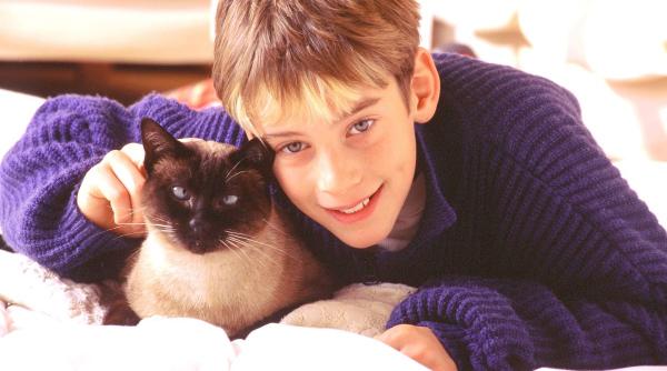 pisica refuza litiera solutii functioneaza invata faca nevoile