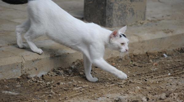 amenzi sterilizare pisica pedigree