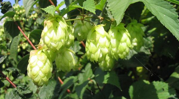 ceaiul hamei beneficii calm relaxare sanatate singura cana