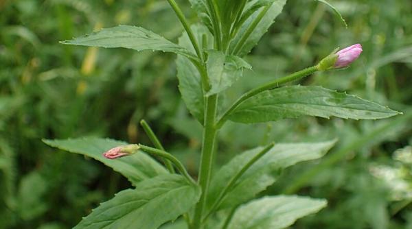 pufulita cu flori mici planta minune pentru sanatatea prostatei si a tractului urinar
