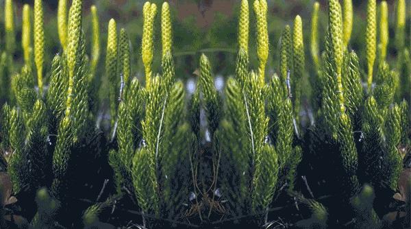 pedicuta planta miraculoasa naturii cum folosesti sanatate vindecare