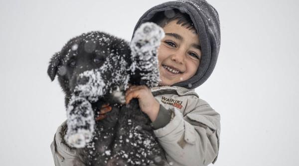 13 rase caini place joace zapada