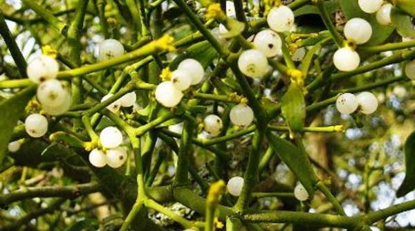 6 plante sarbatori periculoase caini