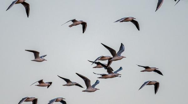 cea mai batrana pasare salbatica lume depunere ou hawaii