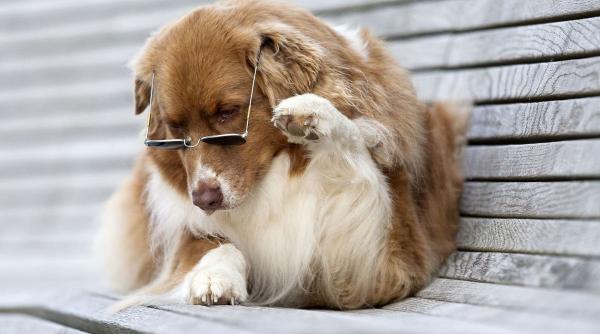 caini distrug gradina solutii eficiente