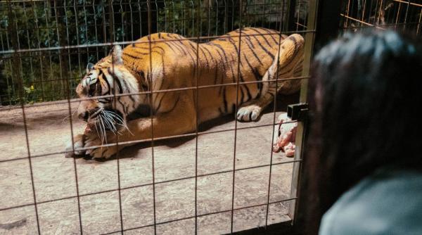 angajat zoo pitesti mort atacat tigru