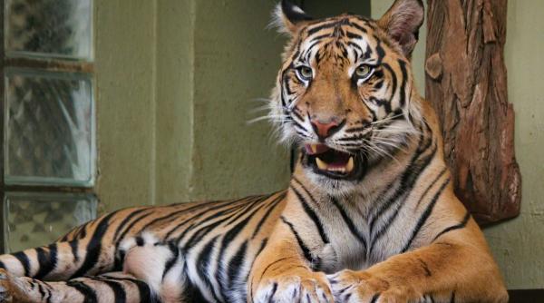 tragedie zoo pitesti ingrijitor ucis tigru