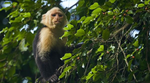 arenal simbol natura salbatica costa rica