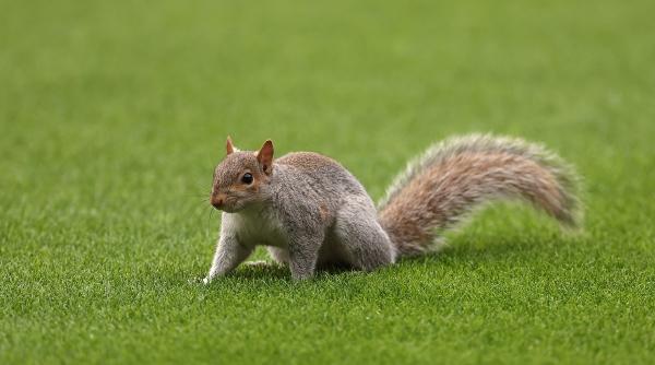 veverite soareci ucigasi carnivori