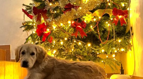 sfaturi brad ideal caini pisici