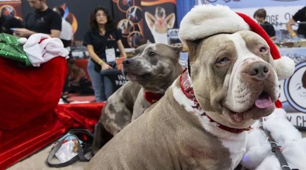 siguranta caini pisici pericole craciun 2024