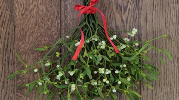 sarut sub vasc planta magica miter superstitii credinte populare druizi