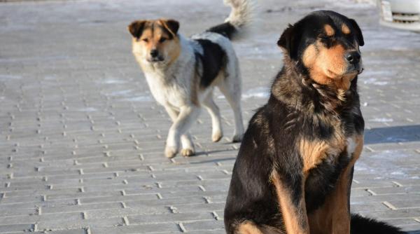 mii animale sterilizate gratuit 2024 bucuresti