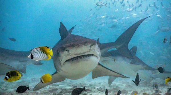 pescar ucis rechin marea bariera corali