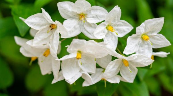 gradina iasomie craite lotus crizanteme hibiscus
