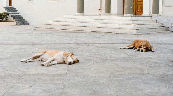 sute de caini pierduti unii morti din cauza petardelor si artificiilor cinci pasi simpli pentru a ti gasi cainele si cinci pentru a salva un caine pierdut