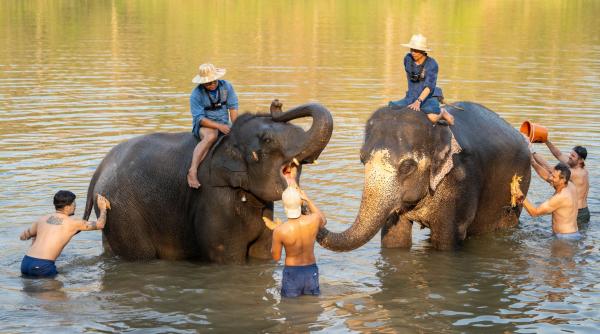turista spania ucisa elefant imbaiere thailanda