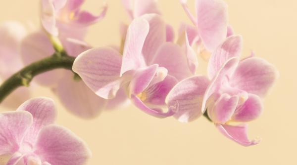 6 sfaturi ingrijire inflorire orhidee
