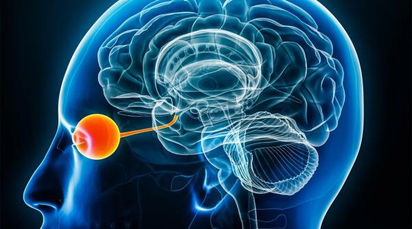 risc accident vascular cerebral retina
