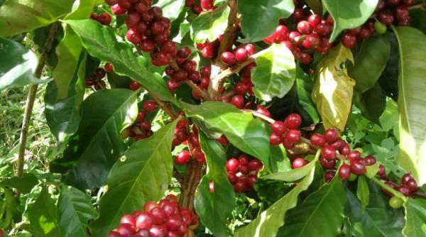 10 pomi fructiferi usor plantat