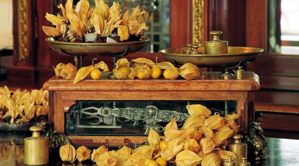 physalis lanterna japoneza fruct exotic beneficii sanatate