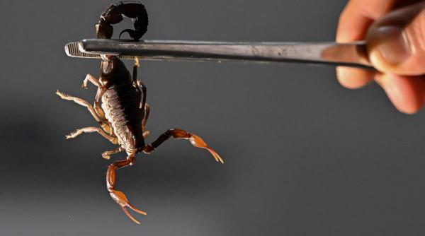 scorpion rar pulverizeaza venin descoperit america sud