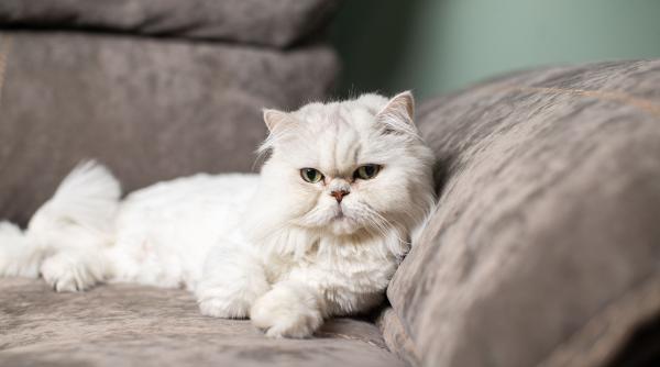 cum opresti pisica zgarie mobila