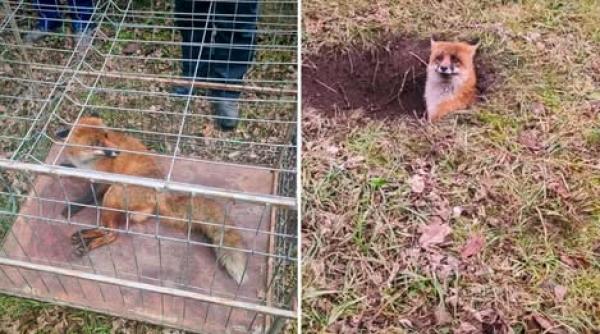 vulpe blocata groapa curte liceu pompieri