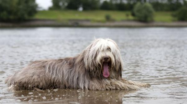 baie caine des sfat veterinar