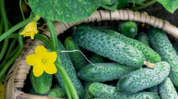 ce trebuie sa stiti despre cultivarea castravetilor sfaturi pentru o recolta bogata