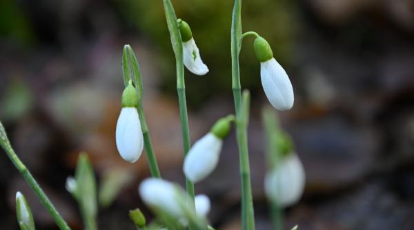 ianuarie masuratori schimbari climatice