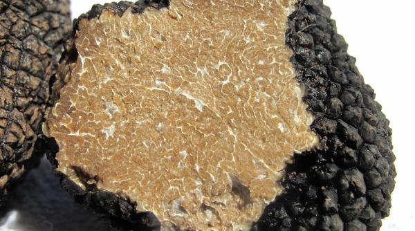 mafia trufelor amenzi uriase 18 tone recoltate ilegal hunedoara