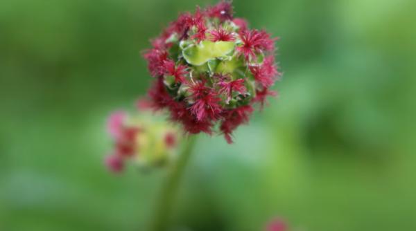 poterium superplanta noua romania gust castravete