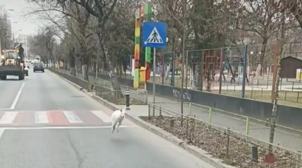 pui de cangur strada