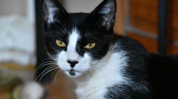 cum iti dai seama pisica este suparata