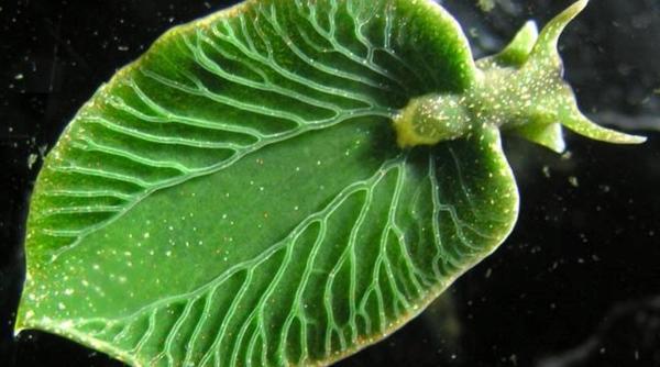 cum reuseste melc hraneasca fotosinteza