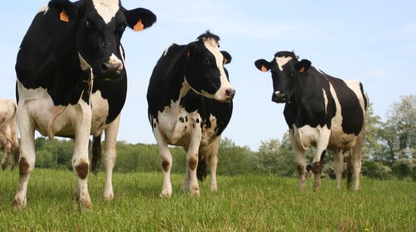 ministrul agriculturii romsilva salarii societatile ameliorare raselor animale