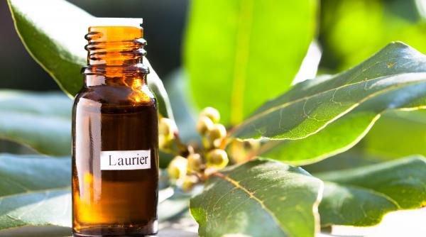 cum ingrijesti dafin pervazul ferestrei