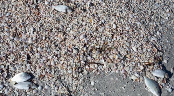 plaje florida ameninate alge toxice activistii mediu cer declararea starii de urgenta