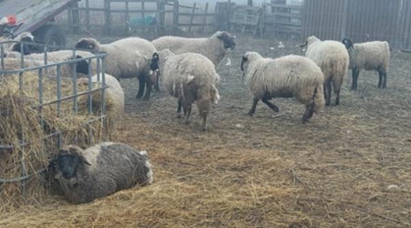 romania export ovine regatul arabiei saudite