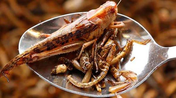 alimente contin insecte cum afli