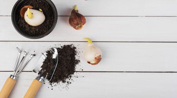 seminte de flori vs bulbi ce sa alegi pentru o gradina de vis