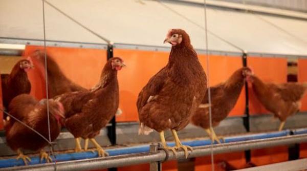 criza oua america turcia ajutor sua 15000 tone gripa aviara