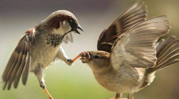iubeste romaneste cele mai frumoase mesaje de dragobete 2025