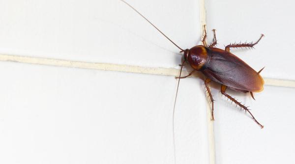 de ce apar gandacii de bucatarie si cum ii poti elimina definitiv