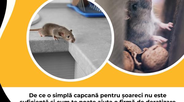 de ce o simpla capcana pentru soareci nu este suficienta si cum te poate ajuta o firma de deratizare