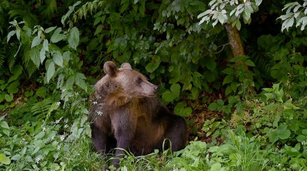 descoperire muntii carpati primele dovezi poluare europa