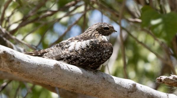 microplastice plamani pasari salbatice