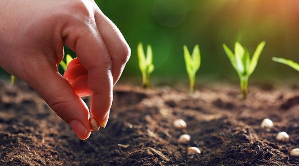 reguli plantare usturoi