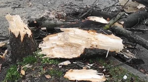 vijelia ravagii victime capitala zeci copaci cazuti stalp pamant 49 masini avariate